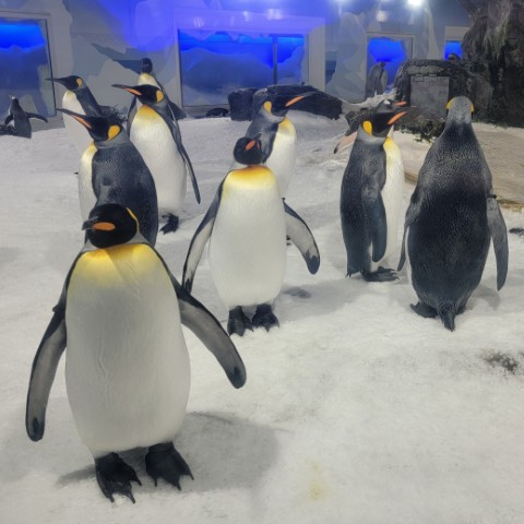 New Zealand and Australia